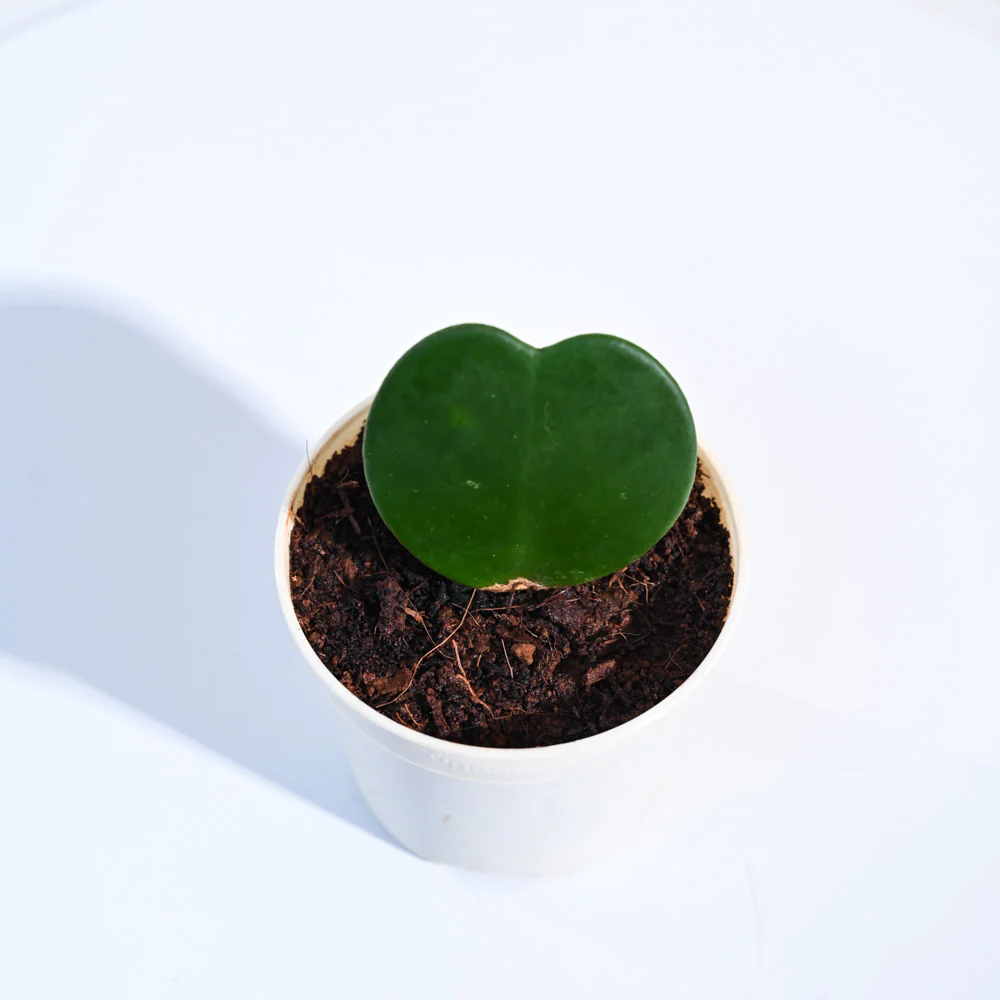 Heart Hoya Plant - Image 66