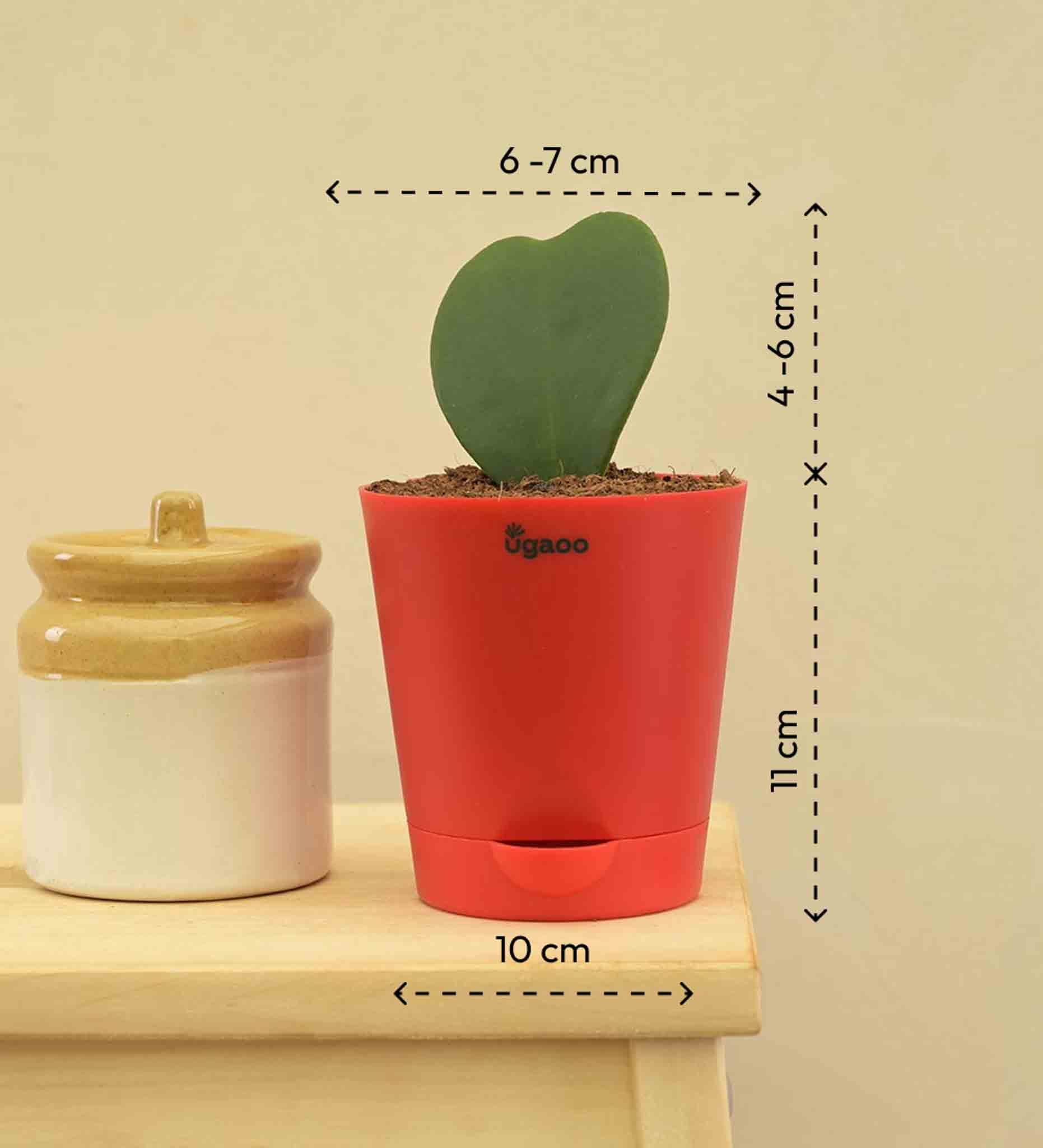Heart Hoya Plant - Image 7