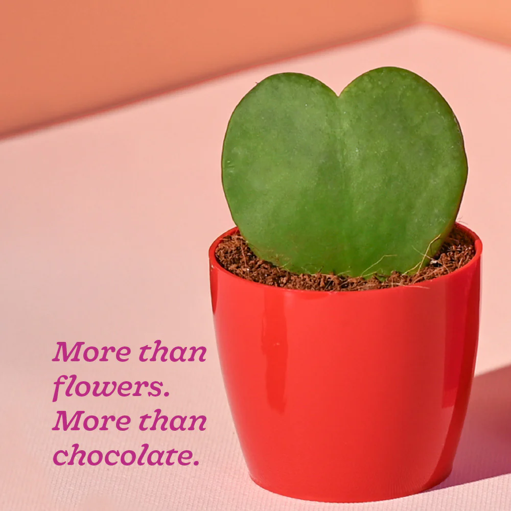 Heart Hoya Plant - Valentine Special - Image 4