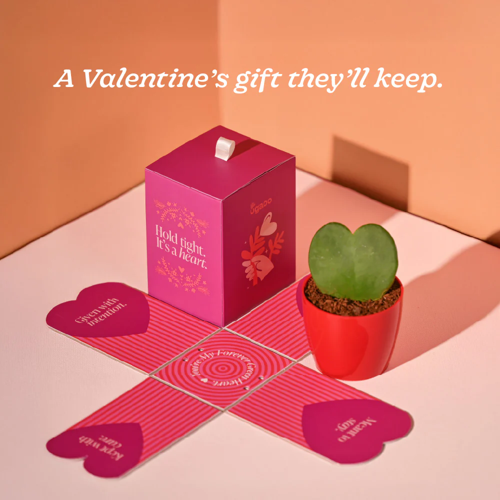 Heart Hoya Plant - Valentine Special - Image 5