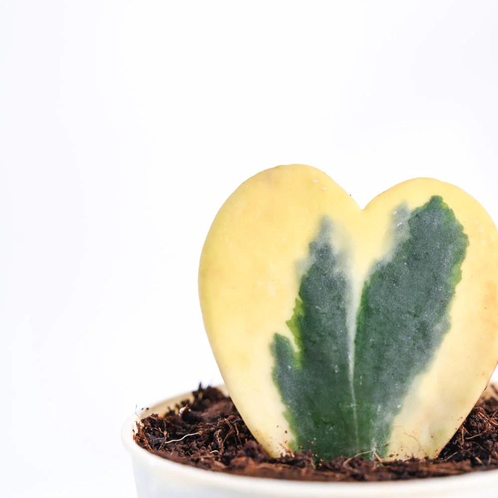 Heart Hoya Plant - Variegated - Image 109
