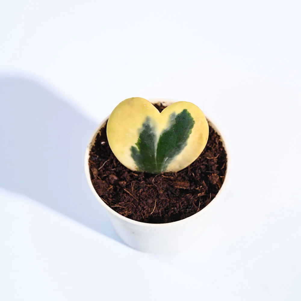 Heart Hoya Plant - Variegated - Image 35