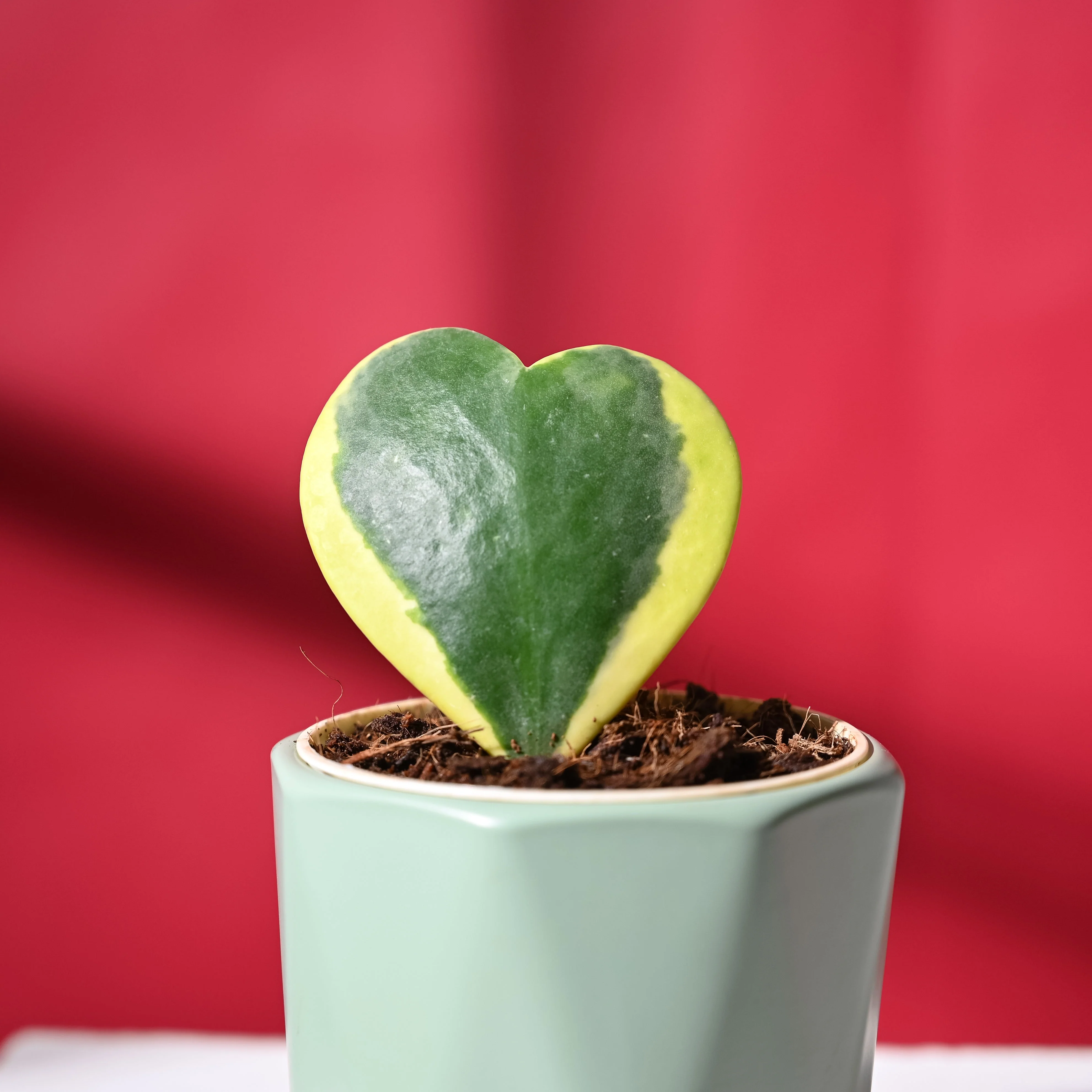 Heart Hoya Variegated with Diamond Mint - Image 3