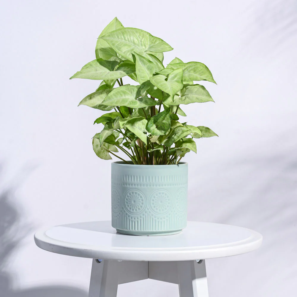 Henna Ceramic Pot - Image 11