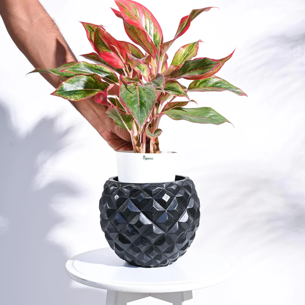 Heraldry Vase Ball - Image 22