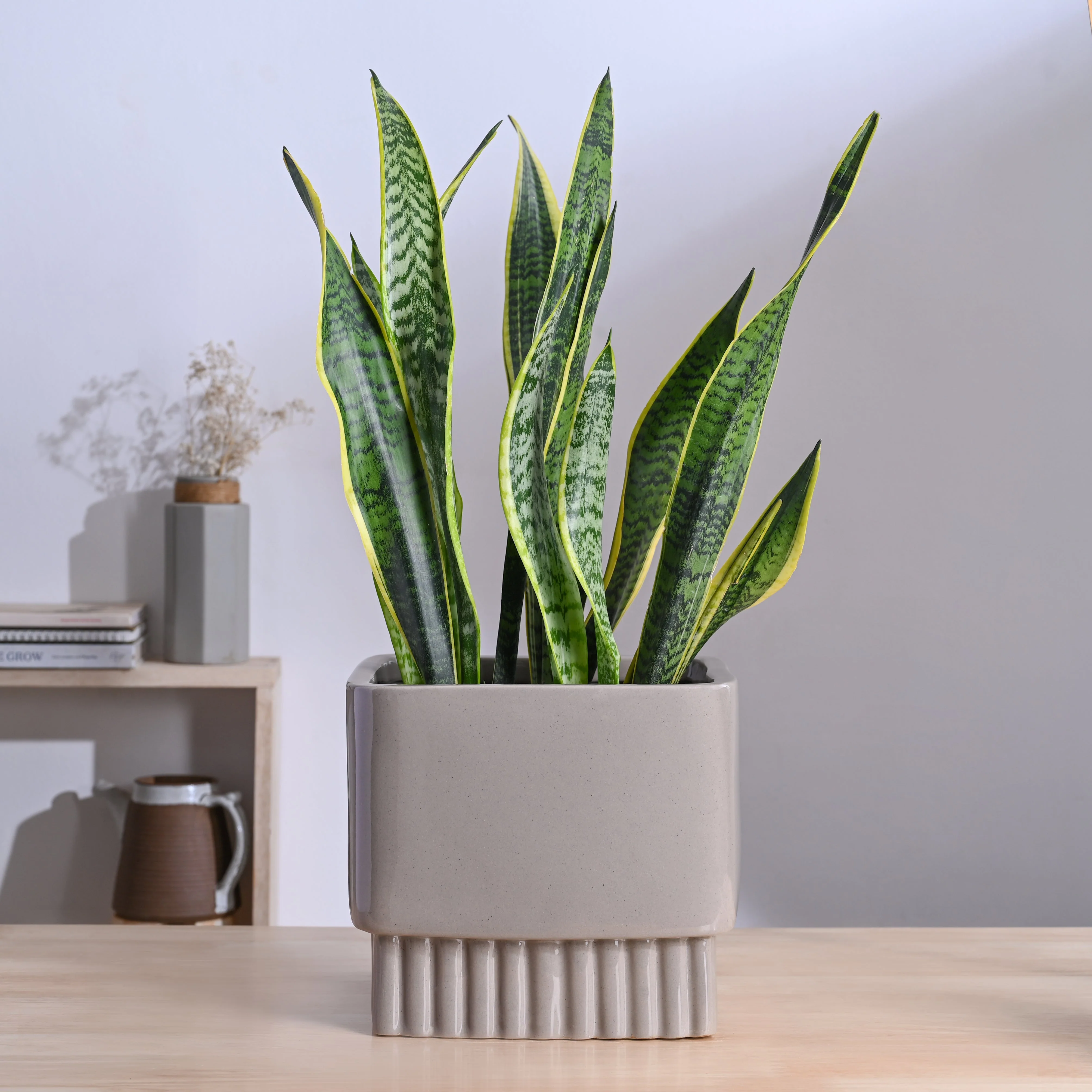 Immortal Nights Ceramic Planter - Image 33