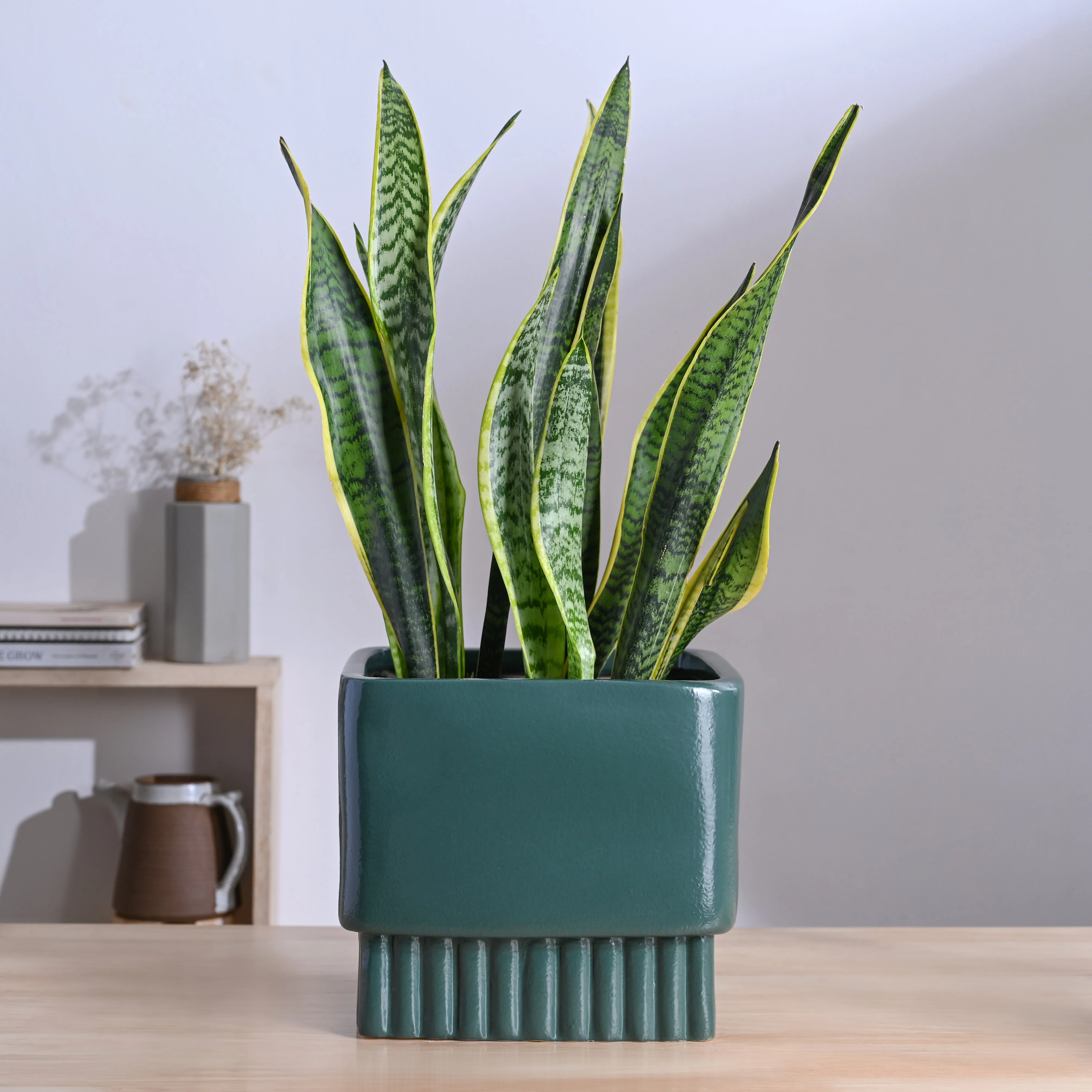 Immortal Nights Ceramic Planter - Image 41