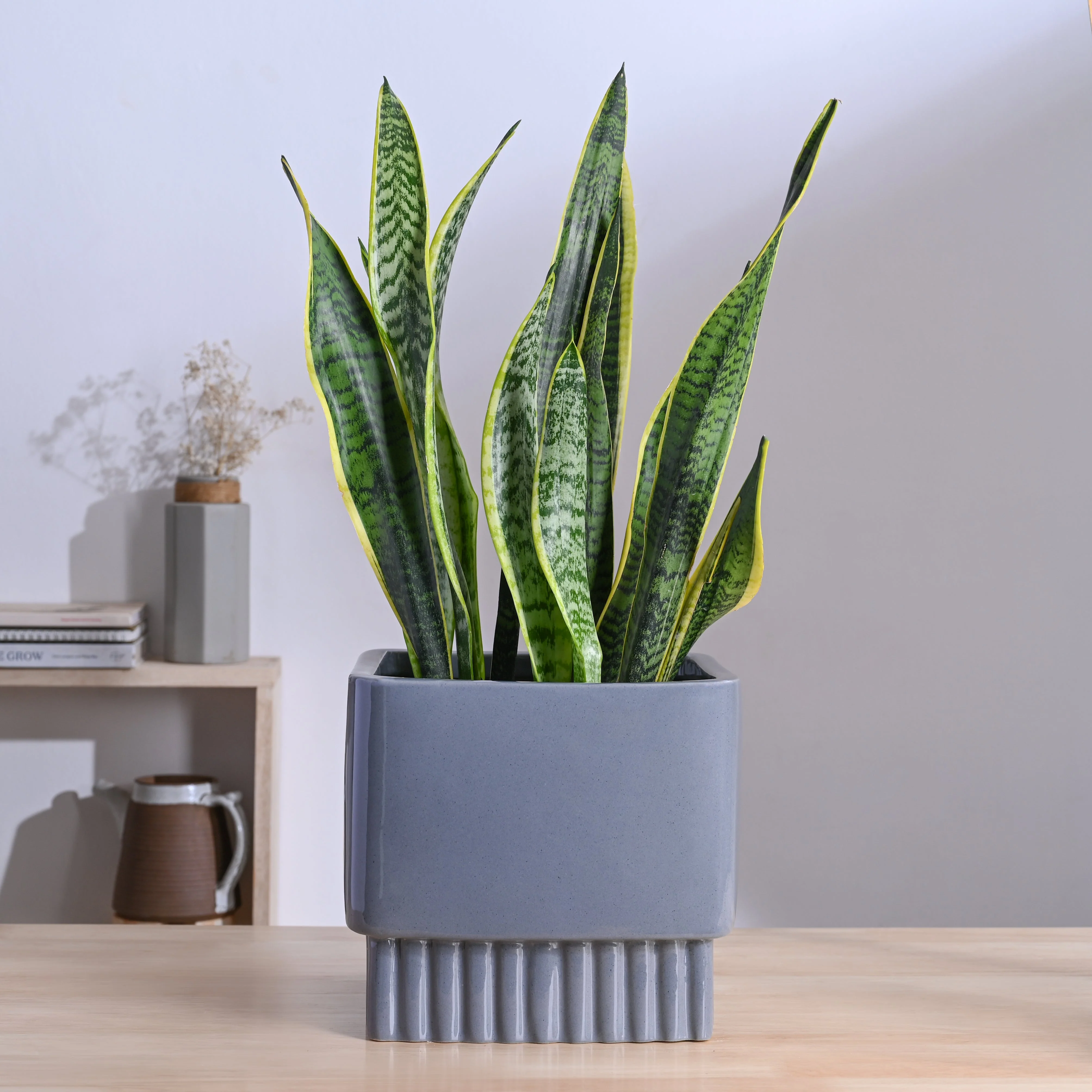 Immortal Nights Ceramic Planter - Image 49