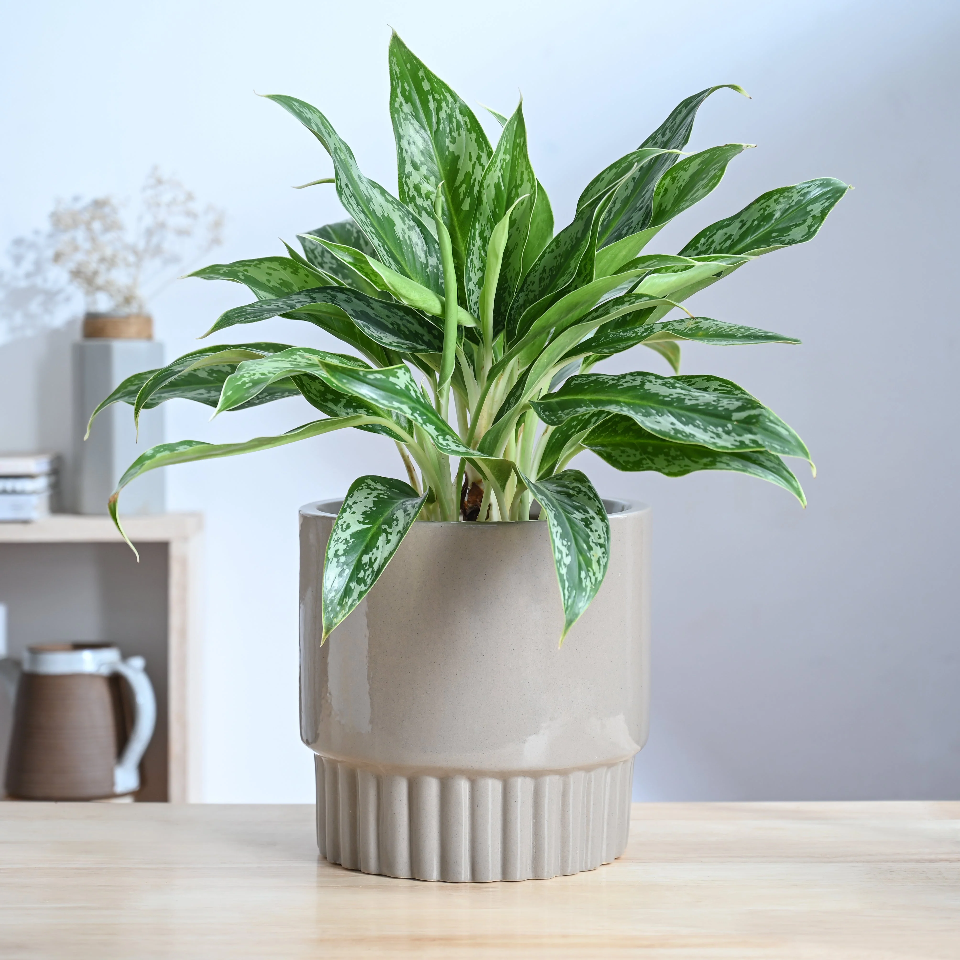 Immortal Nights Ceramic Planter - Image 9