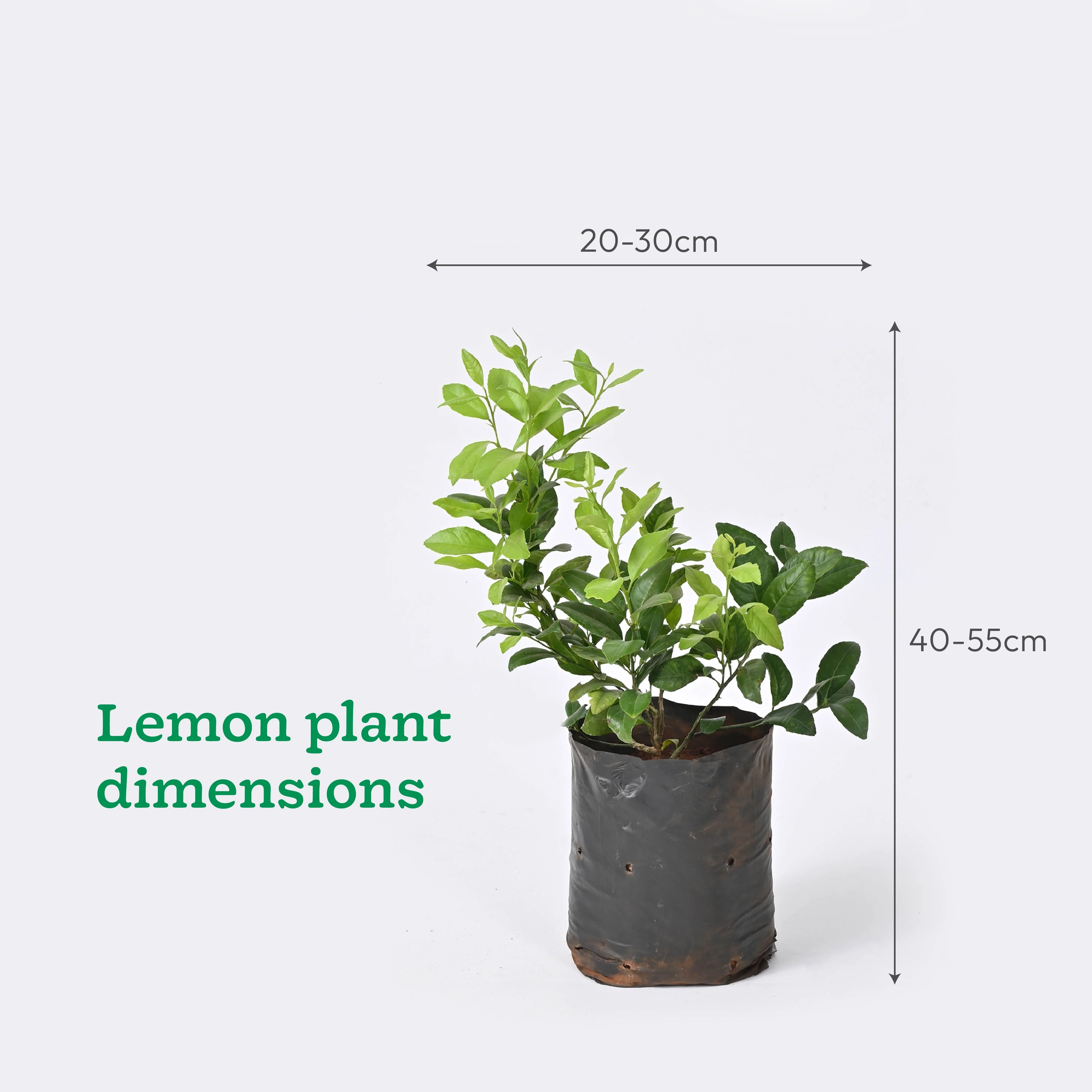 Pomegranate, Lemon, Guava - Combo of 3 Fruit Plants with Grow Bag - Image 6
