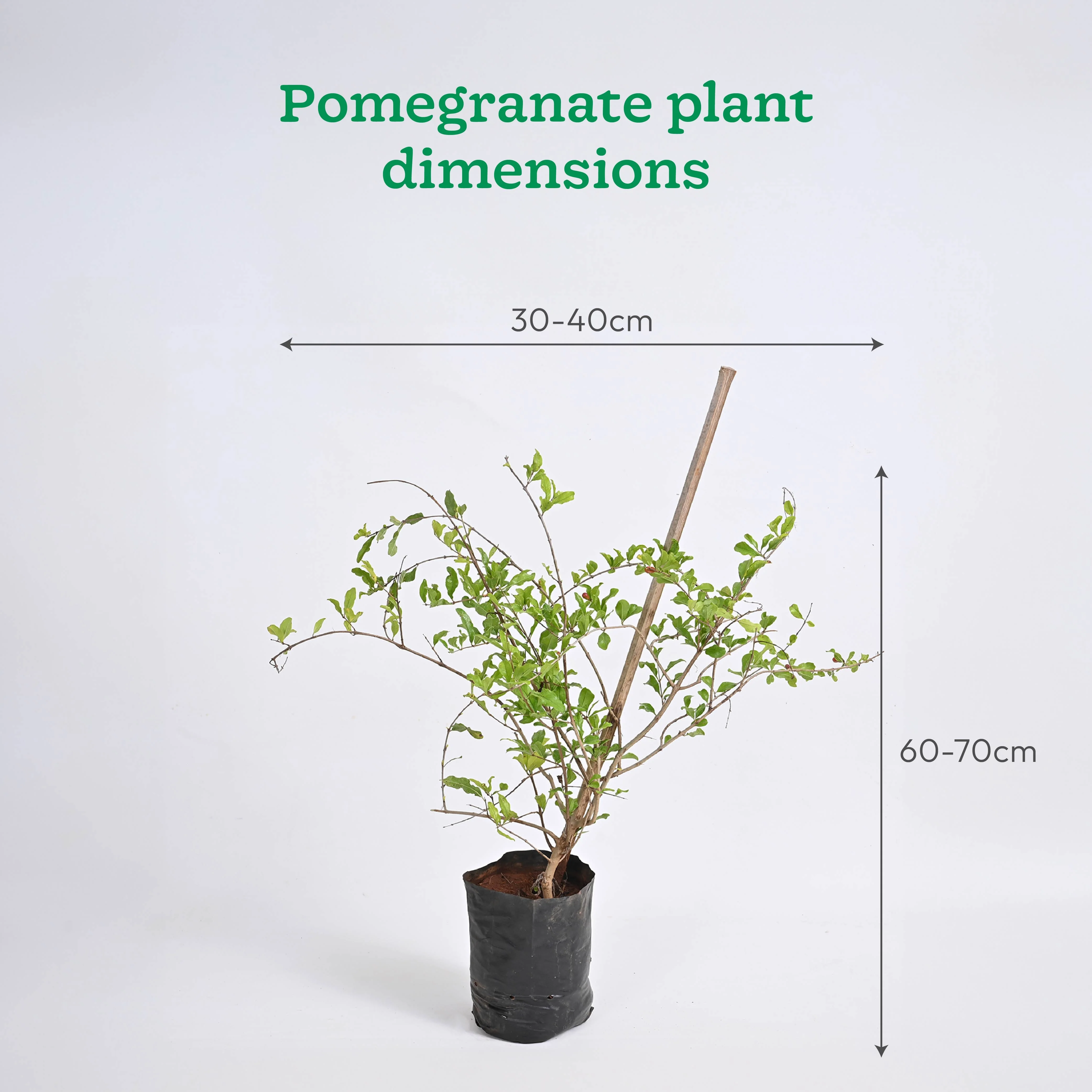 Pomegranate and Lemon Plant Combo with Grow Bag - Image 5