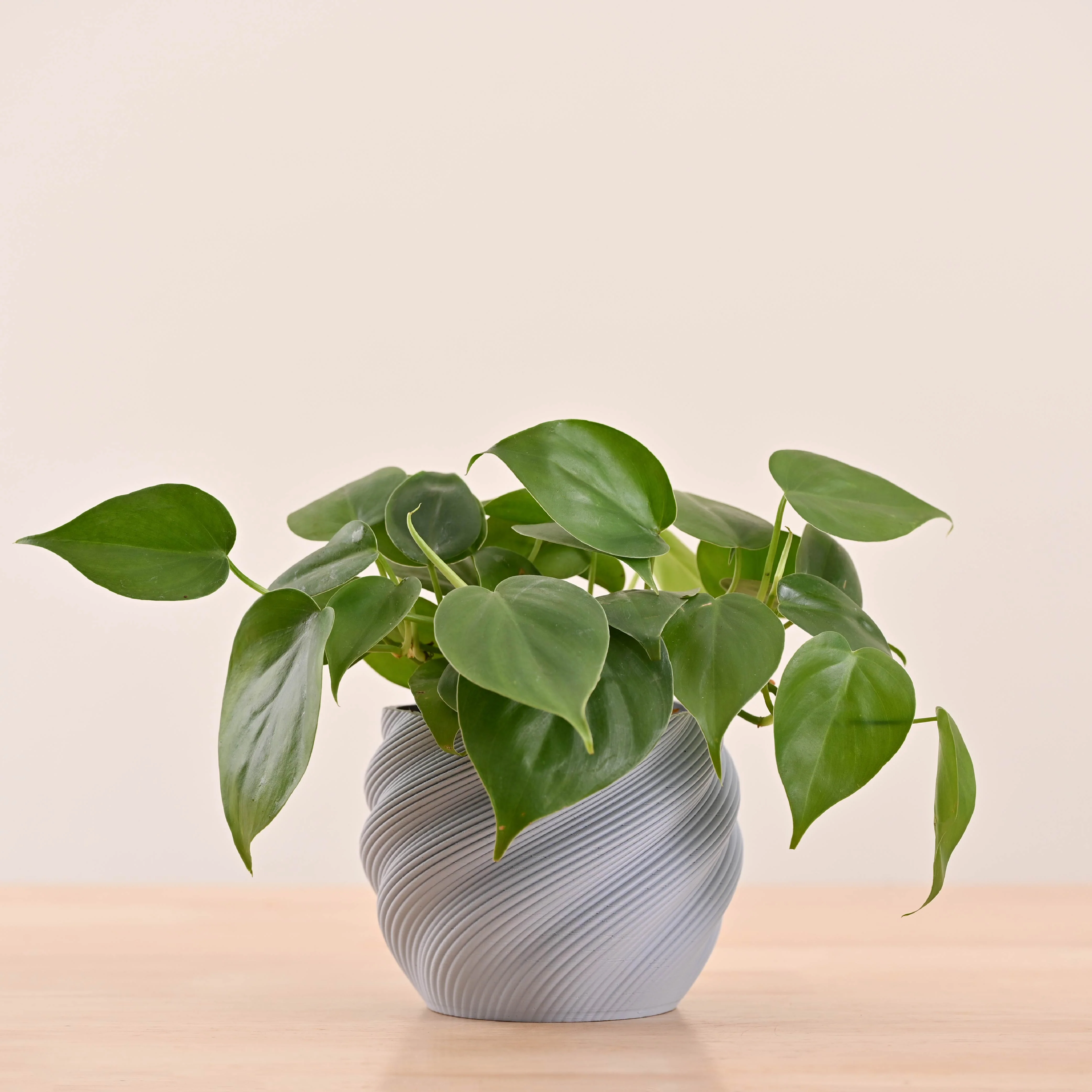 Imperia Planter - Image 14