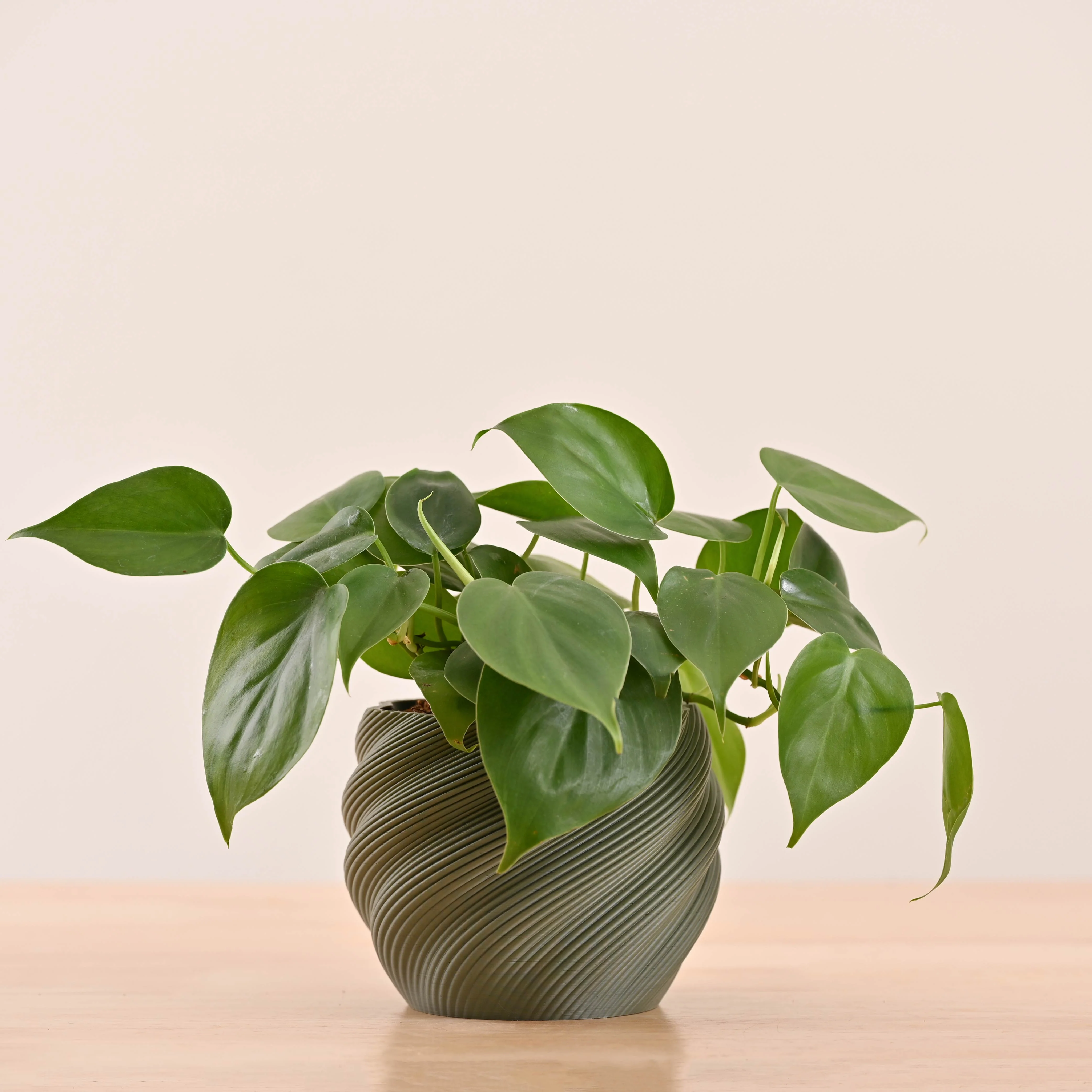 Imperia Planter - Image 8