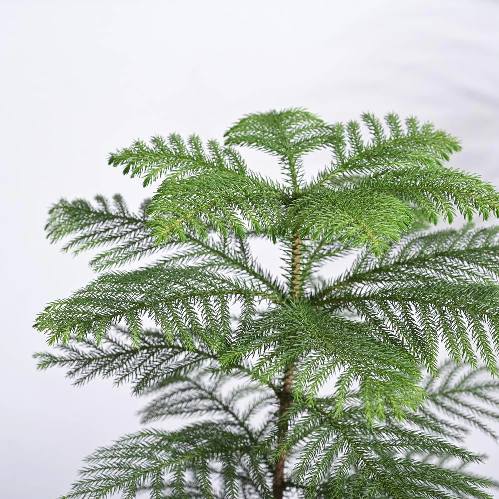 Indian Christmas Tree - Image 3
