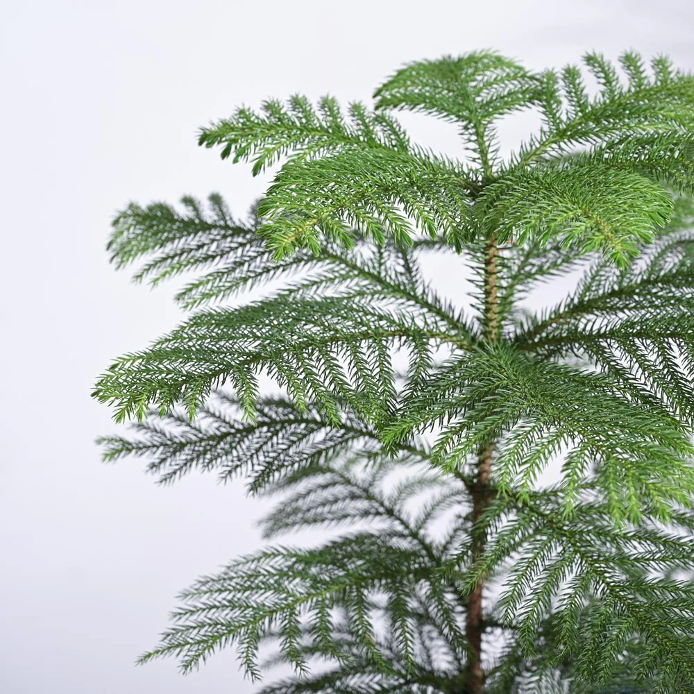 Indian Christmas Tree - Image 6