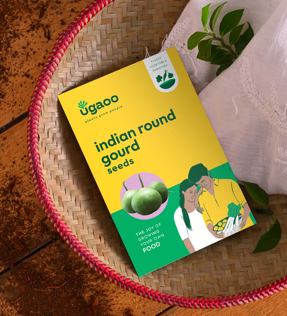 Indian Round Gourd Seeds (Tinda) - Image 2