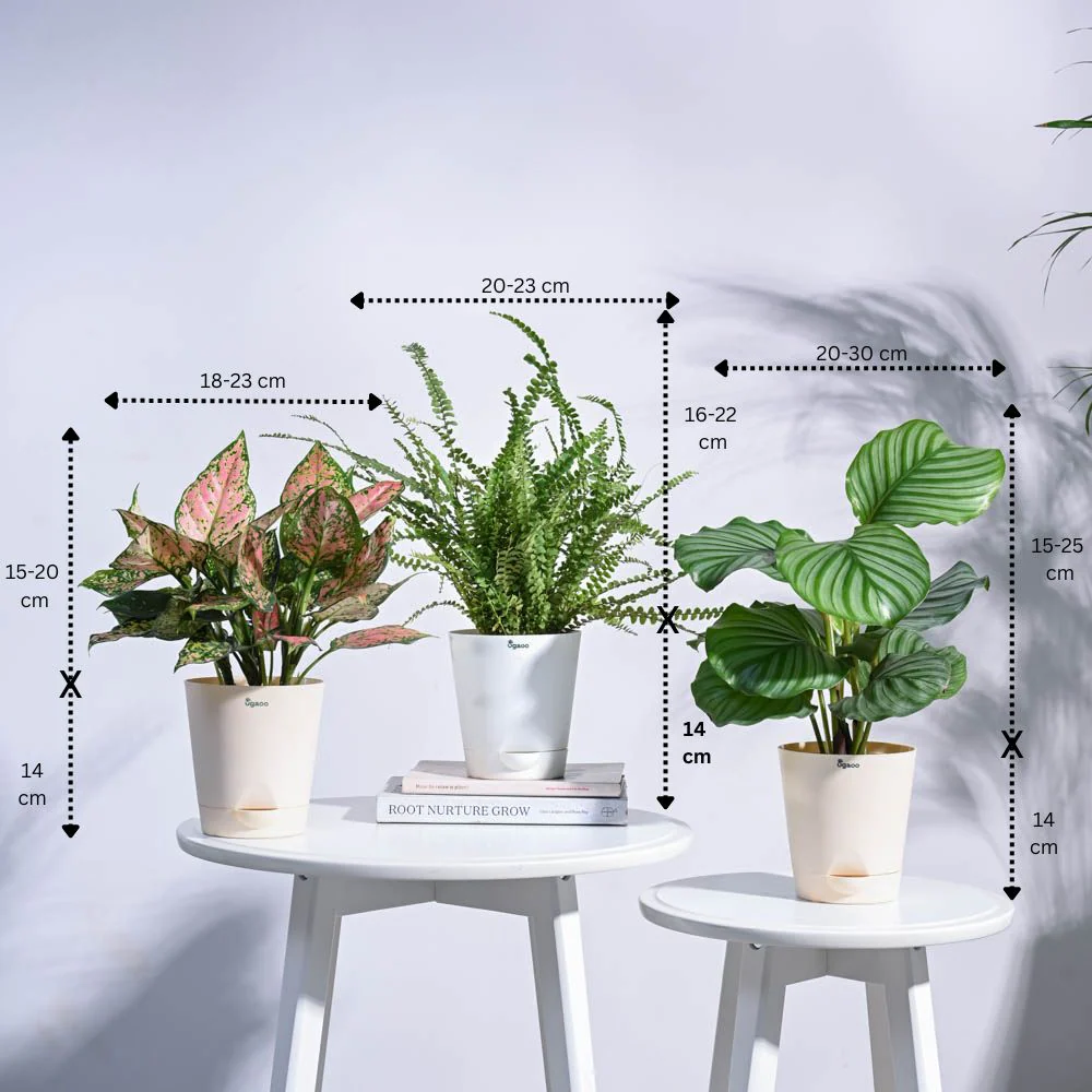 Indoor Jungle Indoor Plant Bundle - Image 3