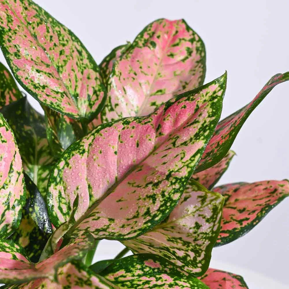 Indoor Jungle Indoor Plant Bundle - Image 5