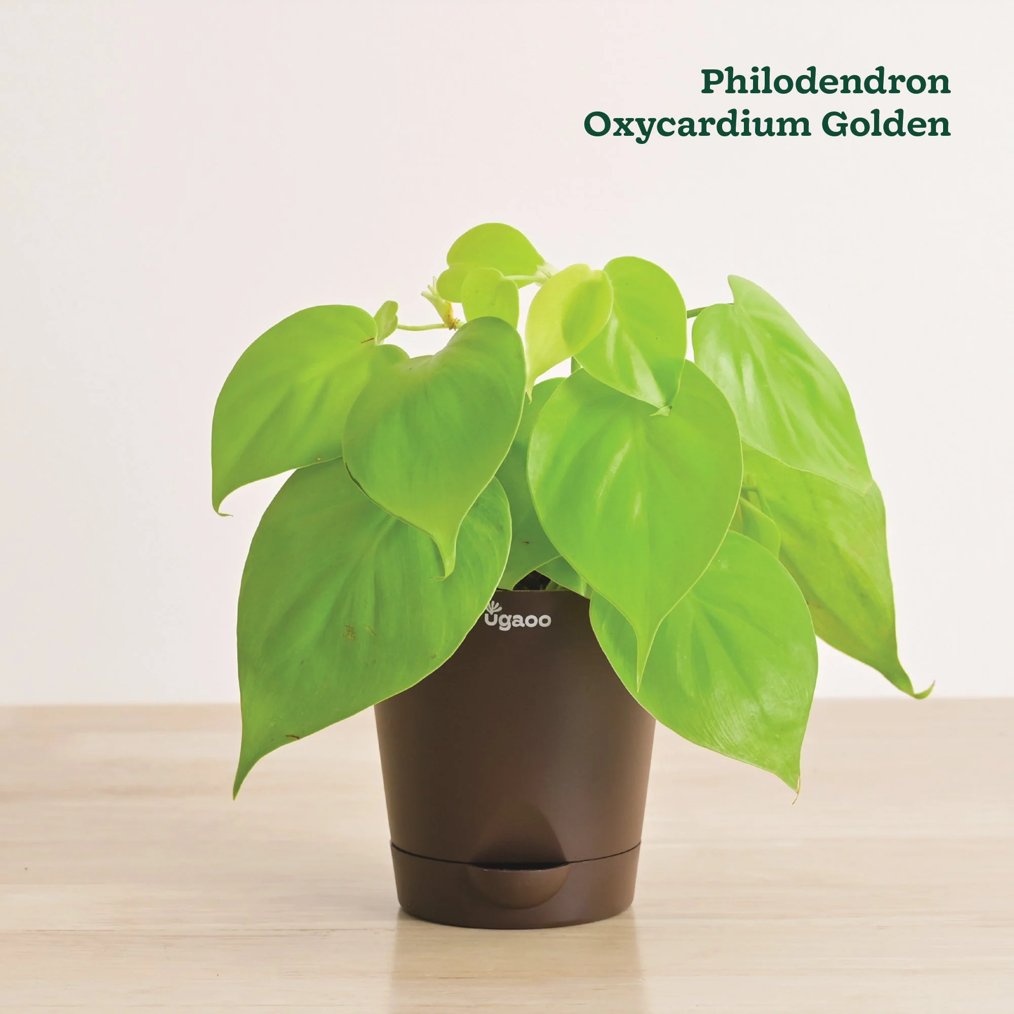 Indoor Plant Bundle: Fittonia, Jade Mini, Broken Heart, Philodendron Oxycardium Golden - Image 3