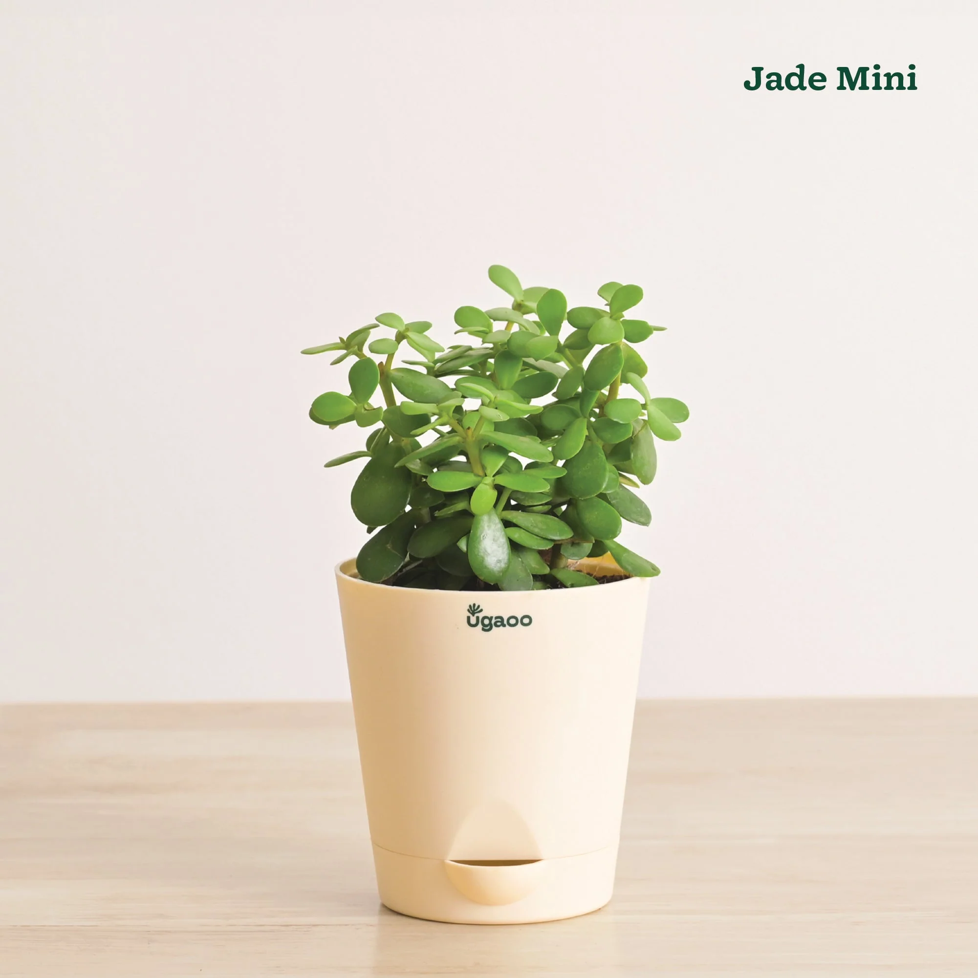 Indoor Plant Bundle: Fittonia, Jade Mini, Broken Heart, Philodendron Oxycardium Golden - Image 4