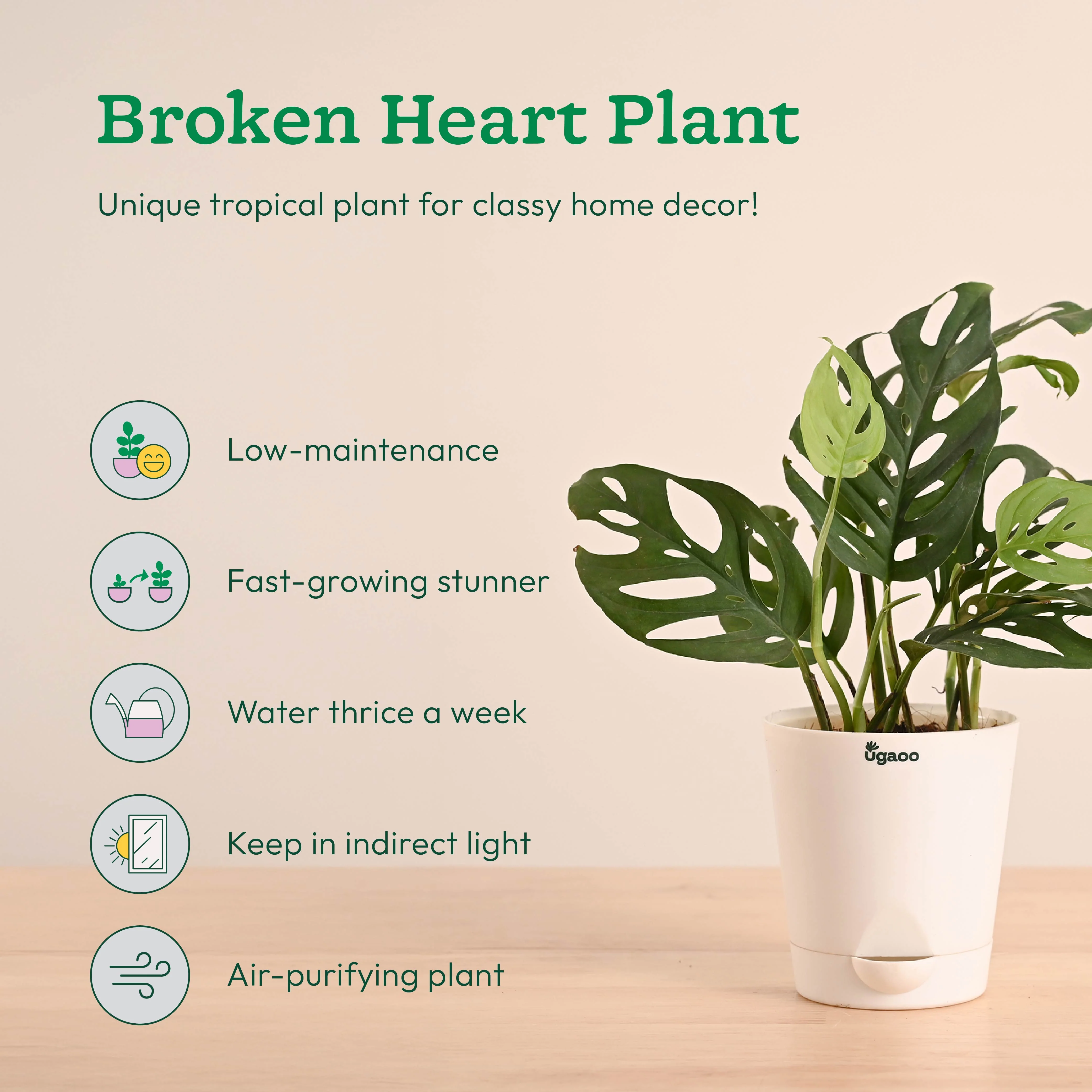 Easy Indoor Plant Bundle for Beginners - Image 6