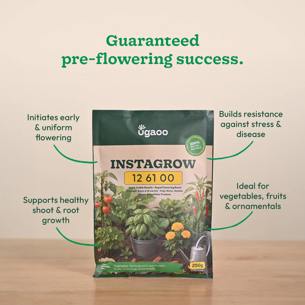 Instagrow NPK 12:61:00 Fertilizer - Image 4