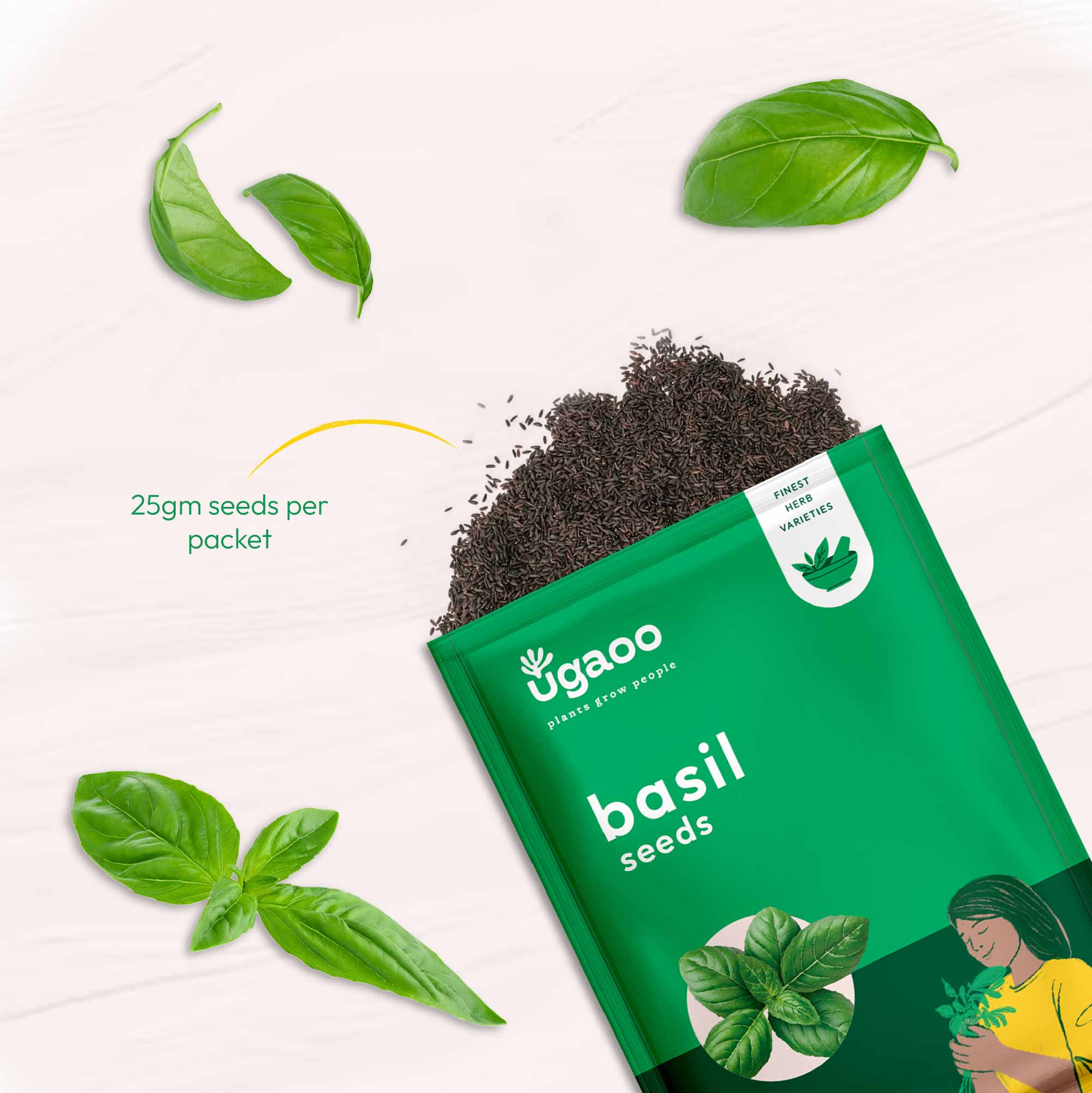 Italian Basil Seeds - Image 12