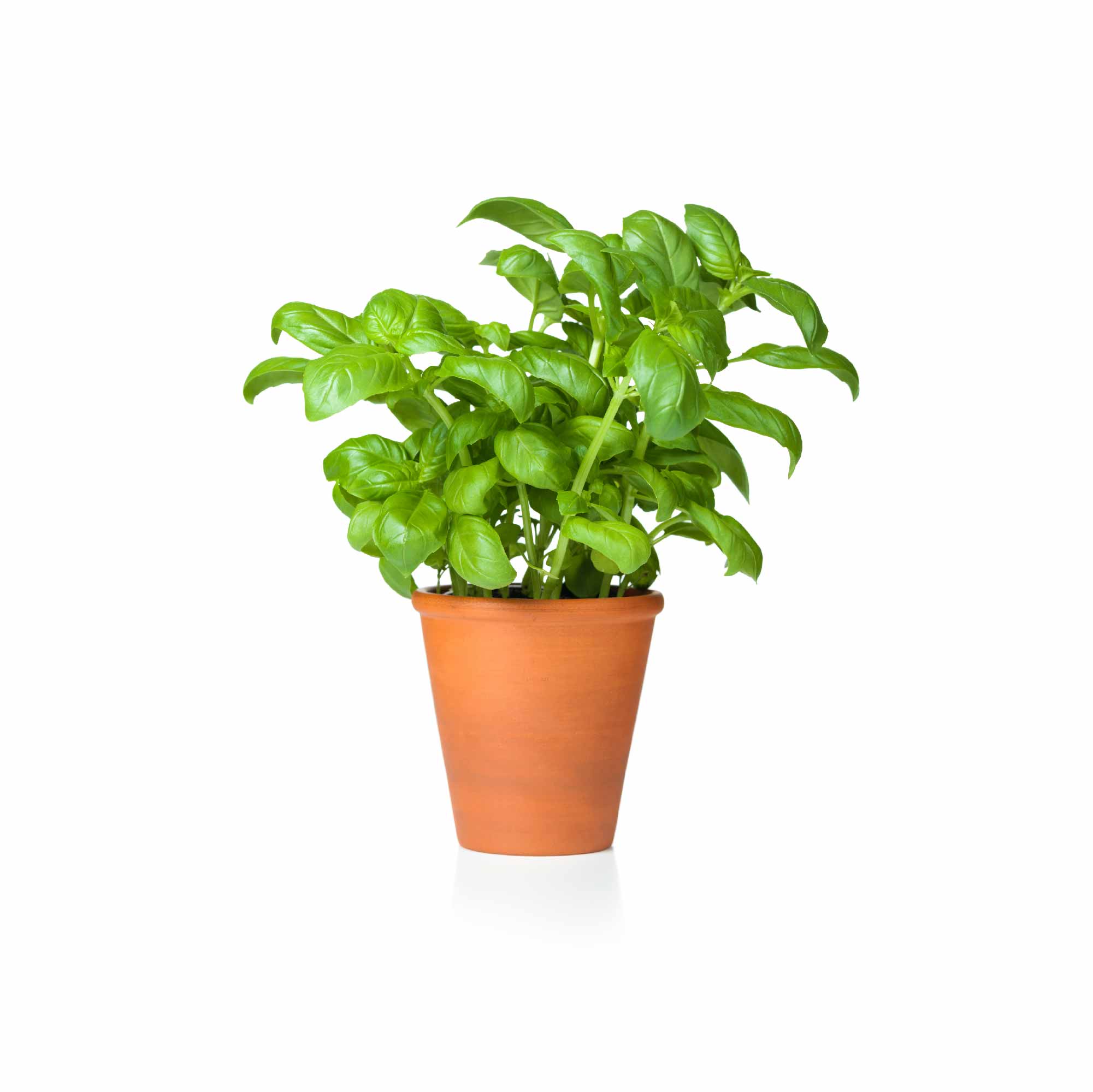 Italian Basil Seeds - Image 18