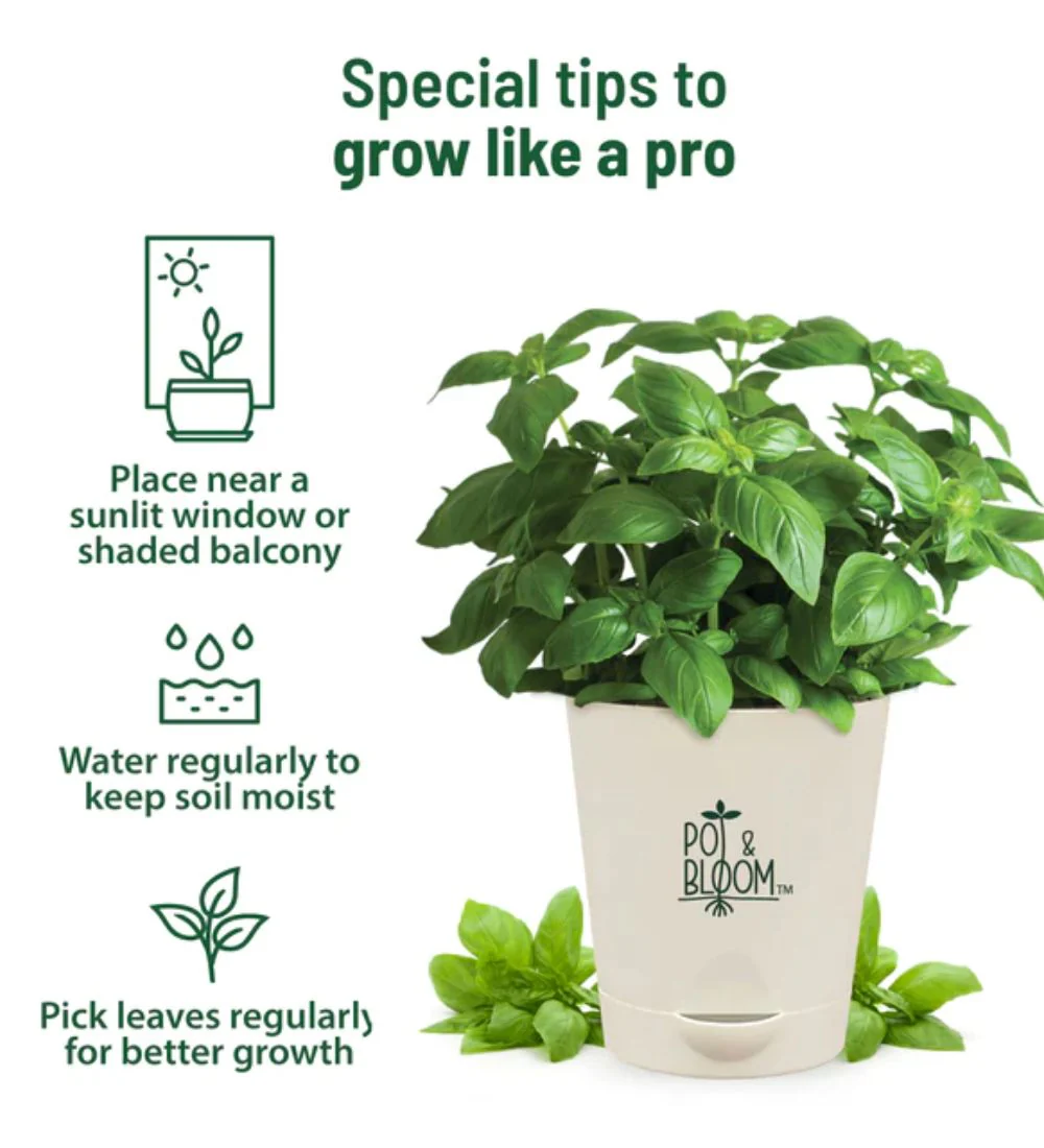 Italian Basil Grow Kit - Image 3
