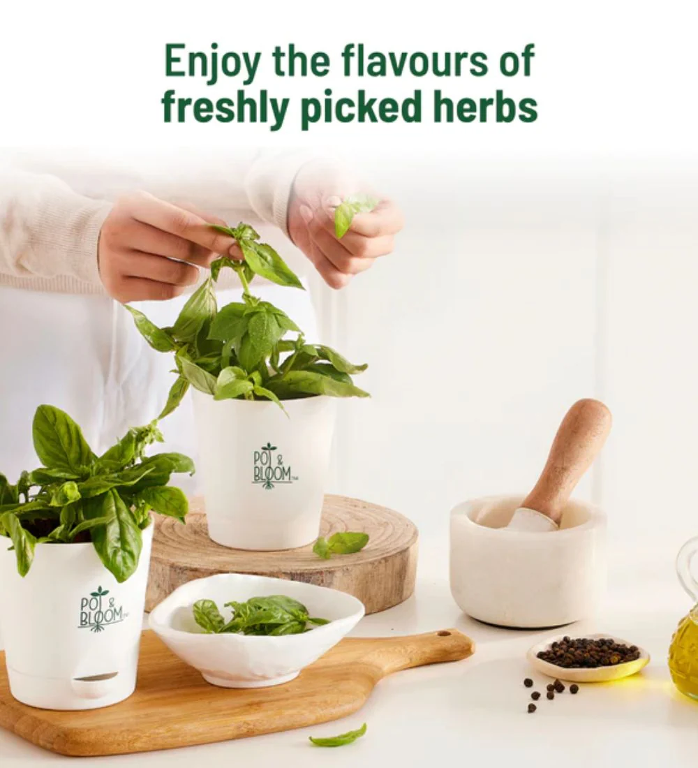Italian Basil Grow Kit - Image 5