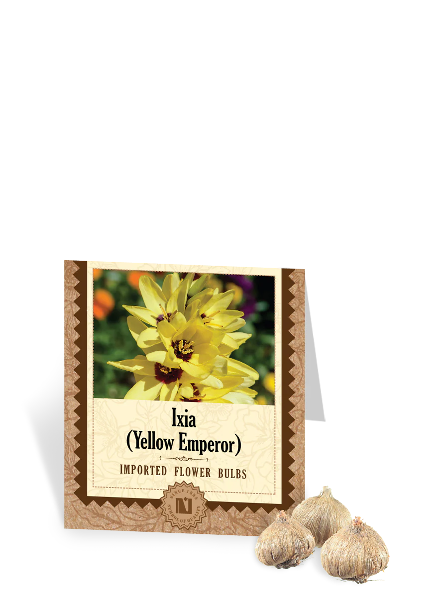 Ixia Yellow Emperor Bulbs