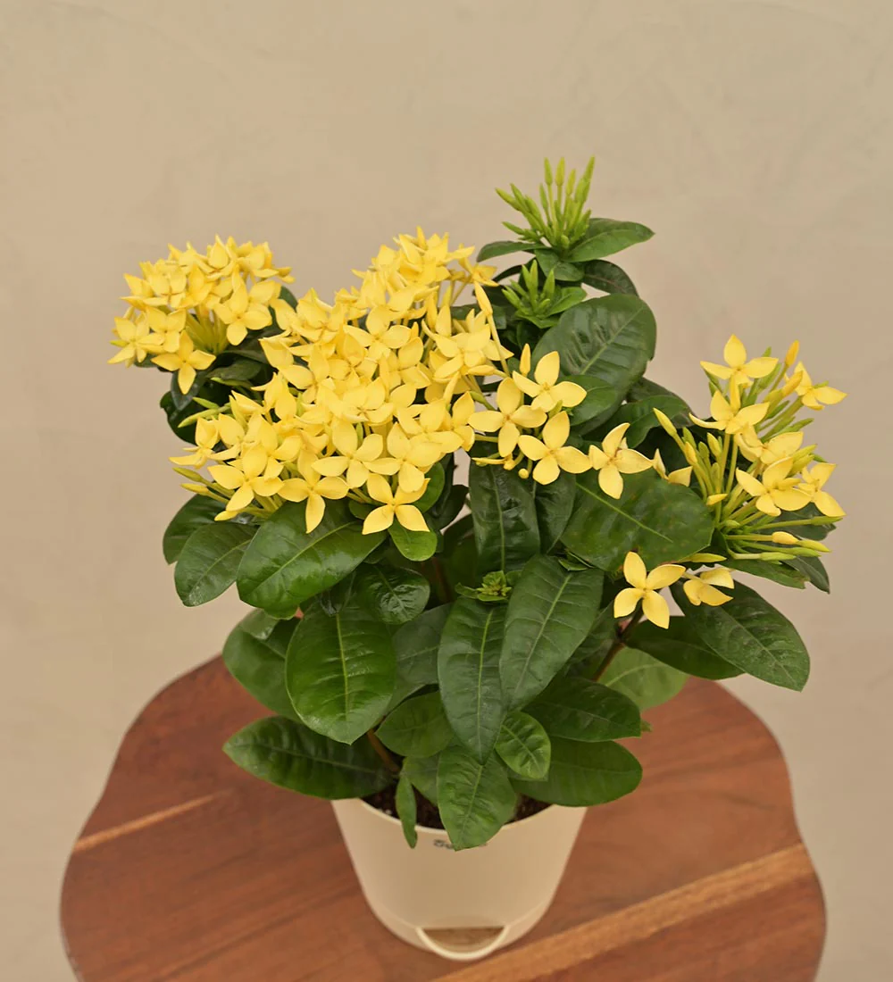 Ixora (Rugmini) Plant - Yellow Gift Hamper - Image 6