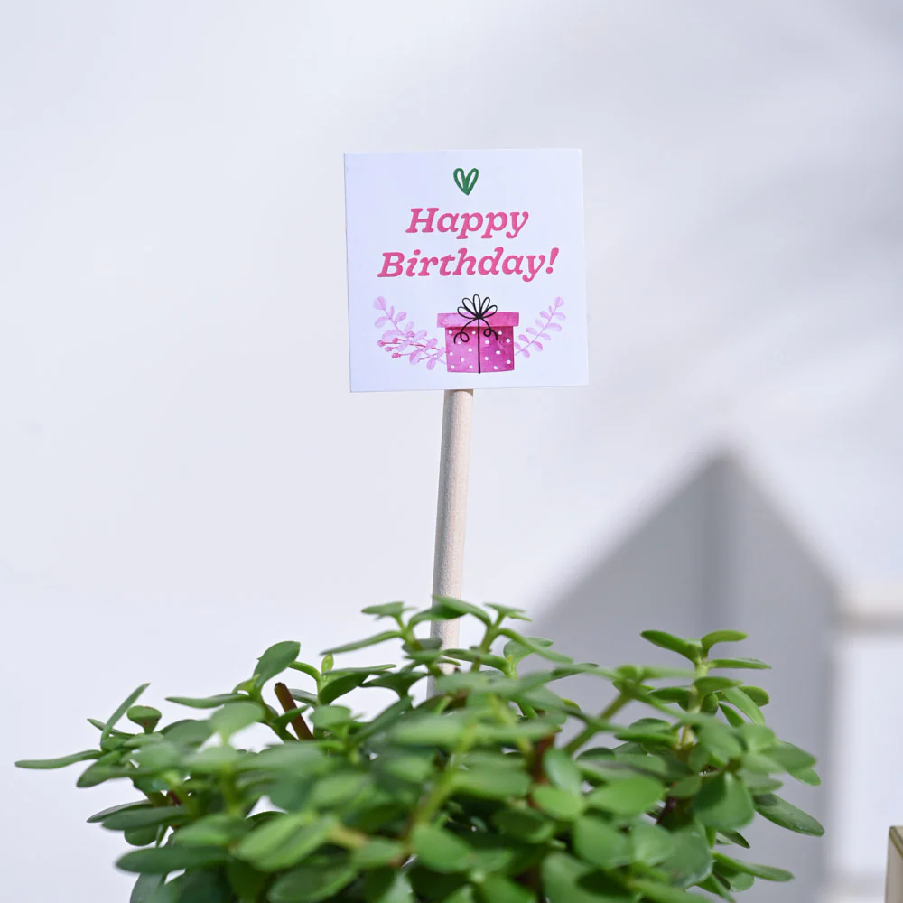 Jade Mini Birthday Gift Hamper - Image 5