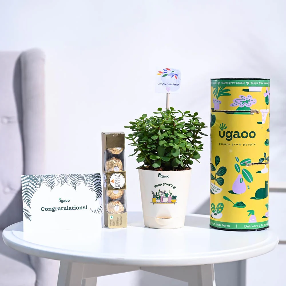 Jade Mini Congratulations Gift hamper