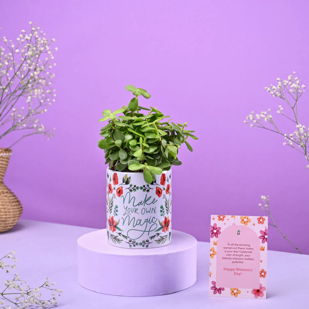 Jade Mini in Ceramic Pot Women's Day Gift - Image 2
