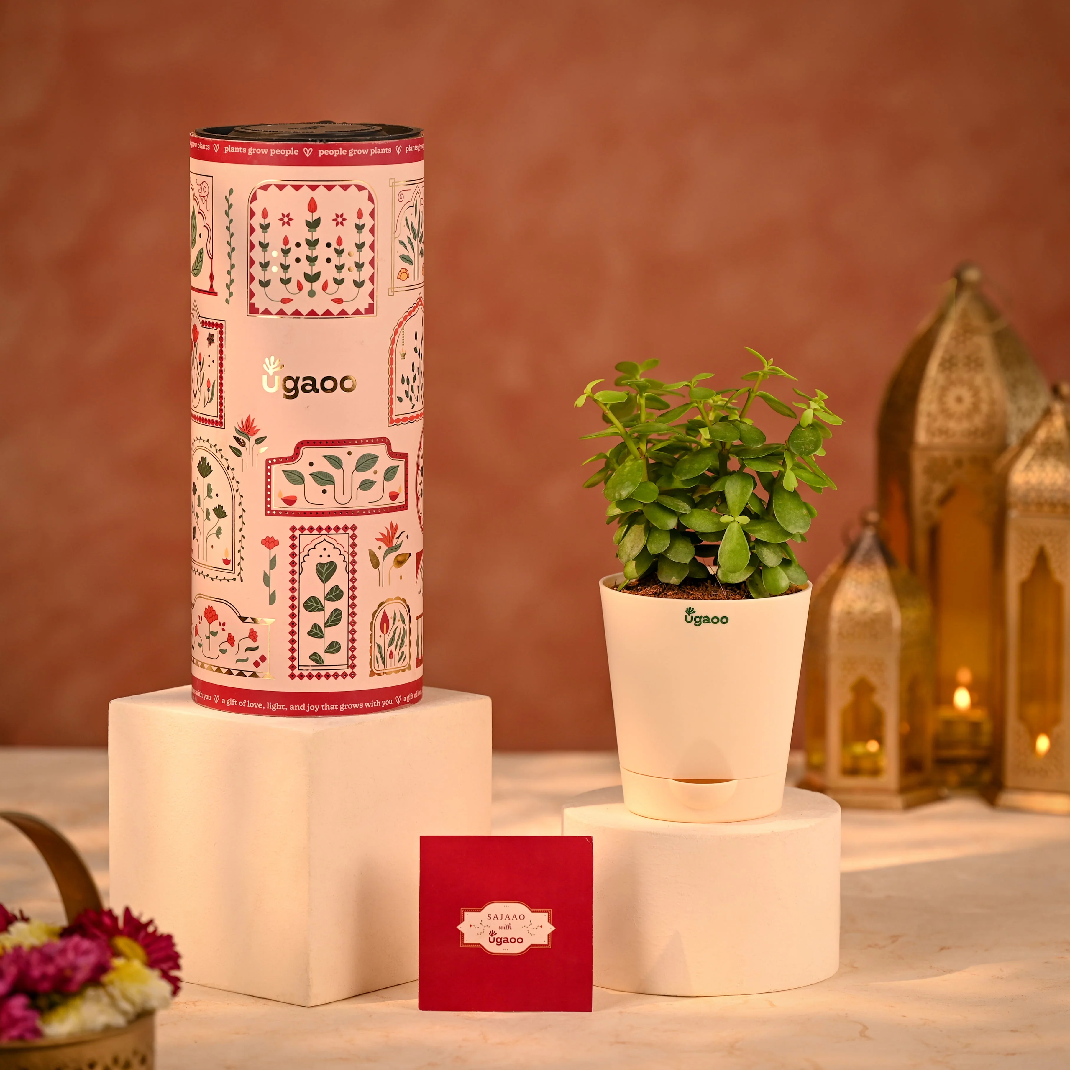 Jade Mini Prosperity Diwali Gift plant