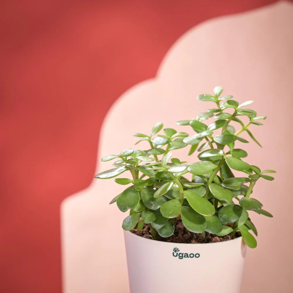 Jade Mini Plant Diwali Gift with Greeting Card - Image 4