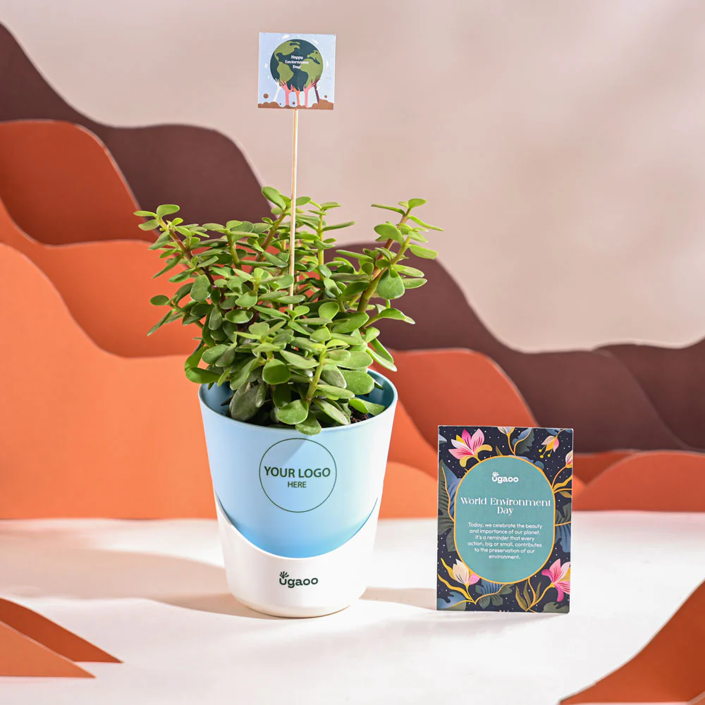 Jade Mini Plant For Environment Day Gifting - Image 20