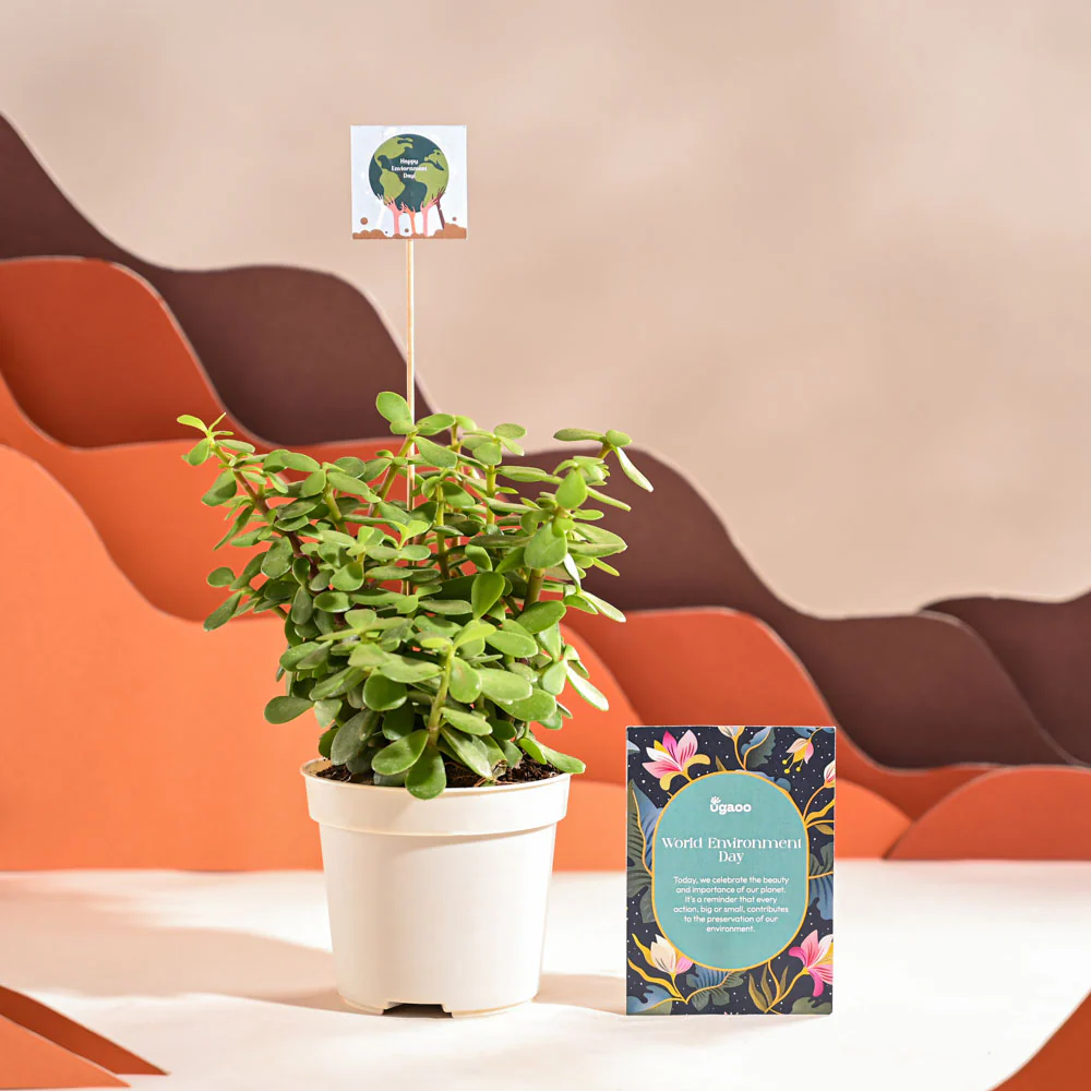 Jade Mini Plant For Environment Day Gifting - Image 21