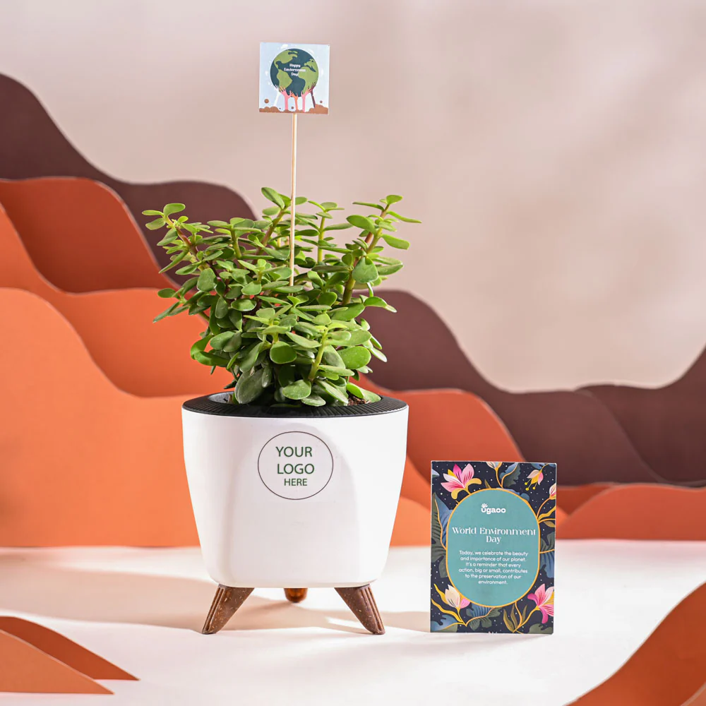 Jade Mini Plant For Environment Day Gifting - Image 38