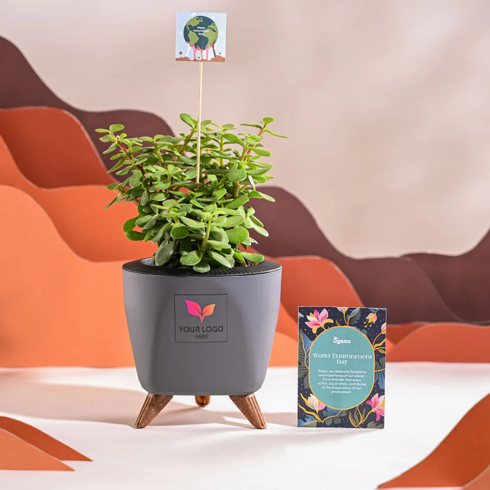 Jade Mini Plant For Environment Day Gifting - Image 44