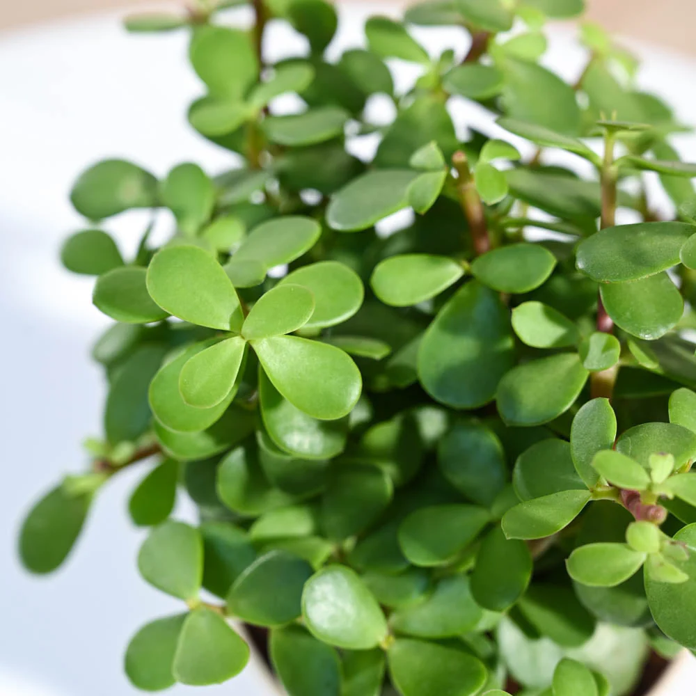 Jade Mini Plant For Environment Day Gifting - Image 55