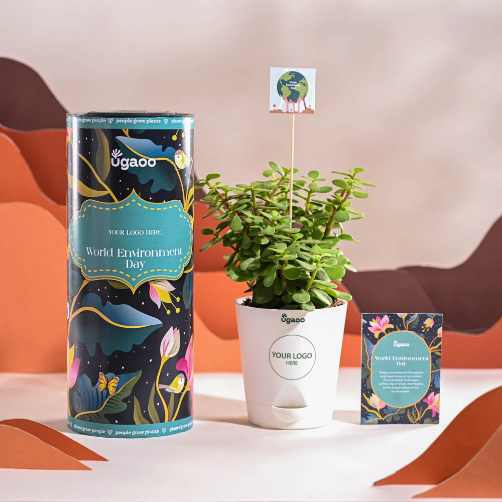 Jade Mini Plant For Environment Day Gifting - Image 8