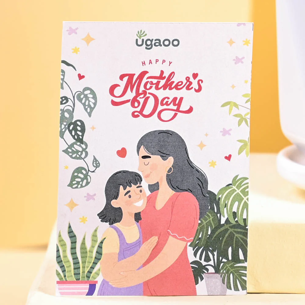 Jade Mini Plant For Mother's Day Gifting - Image 2