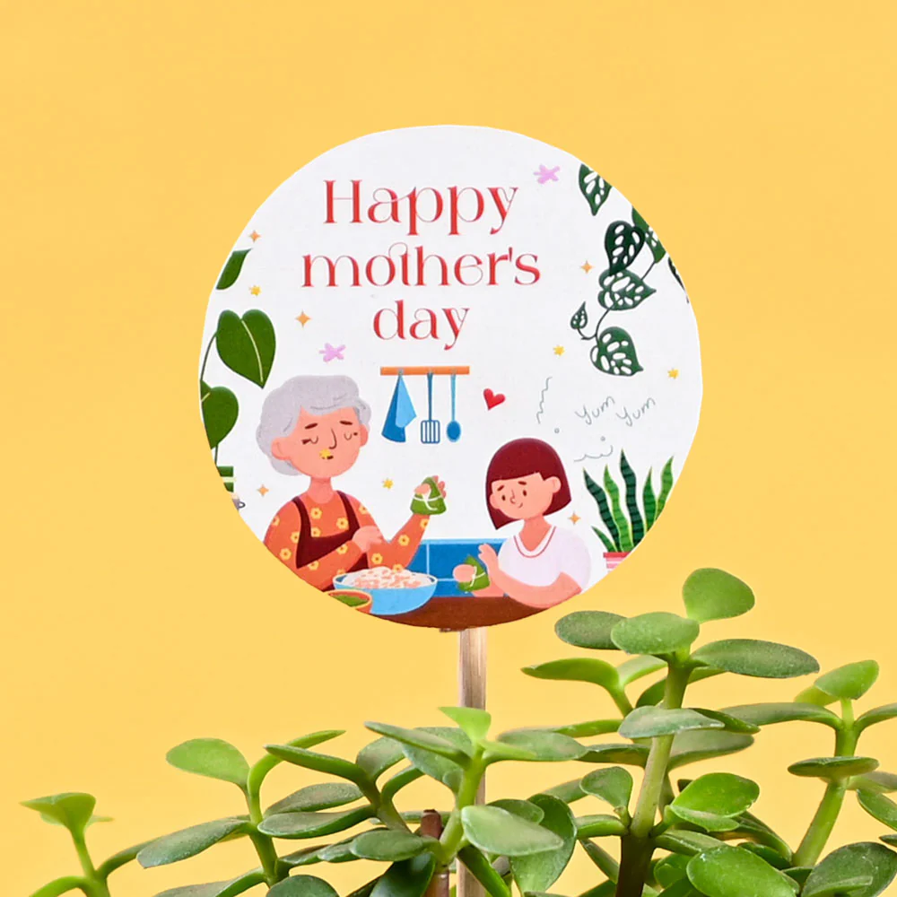 Jade Mini Plant For Mother's Day Gifting - Image 3
