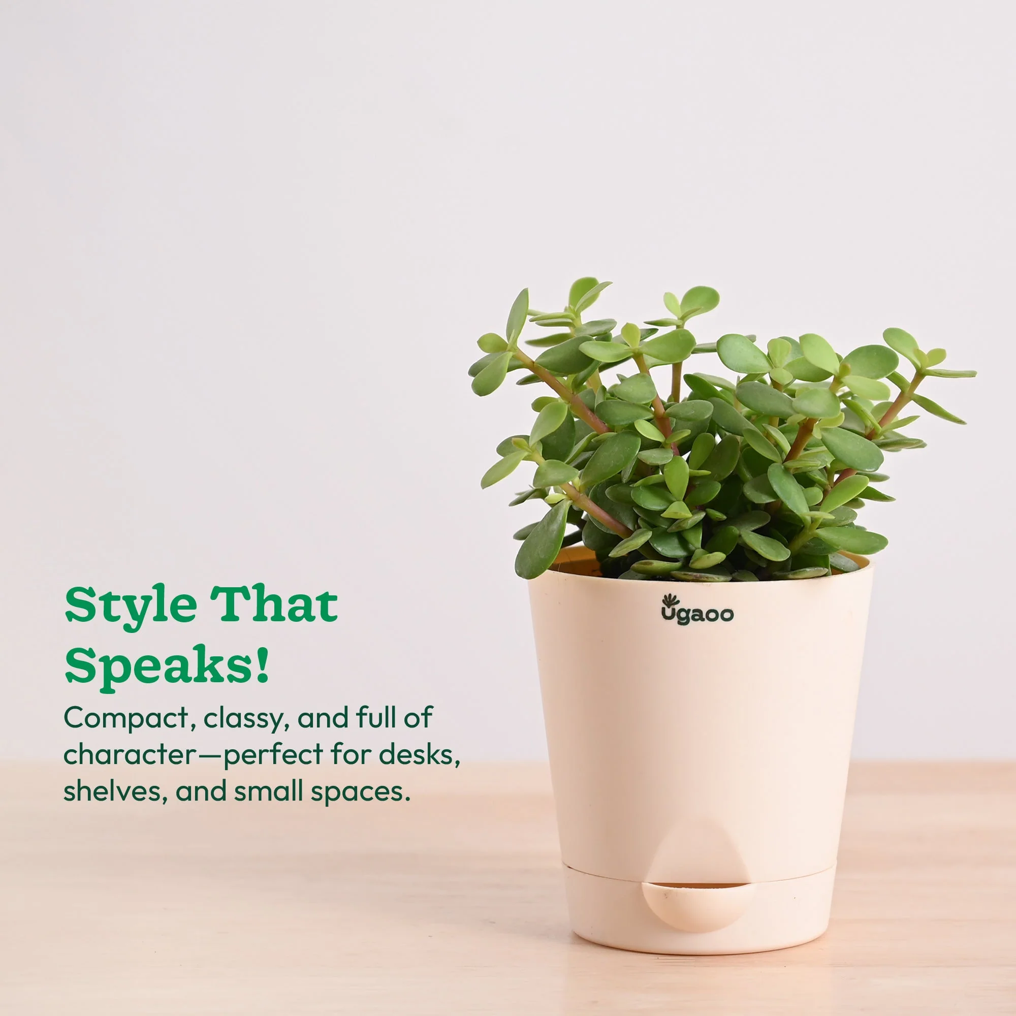 Jade Mini Plant - Image 10