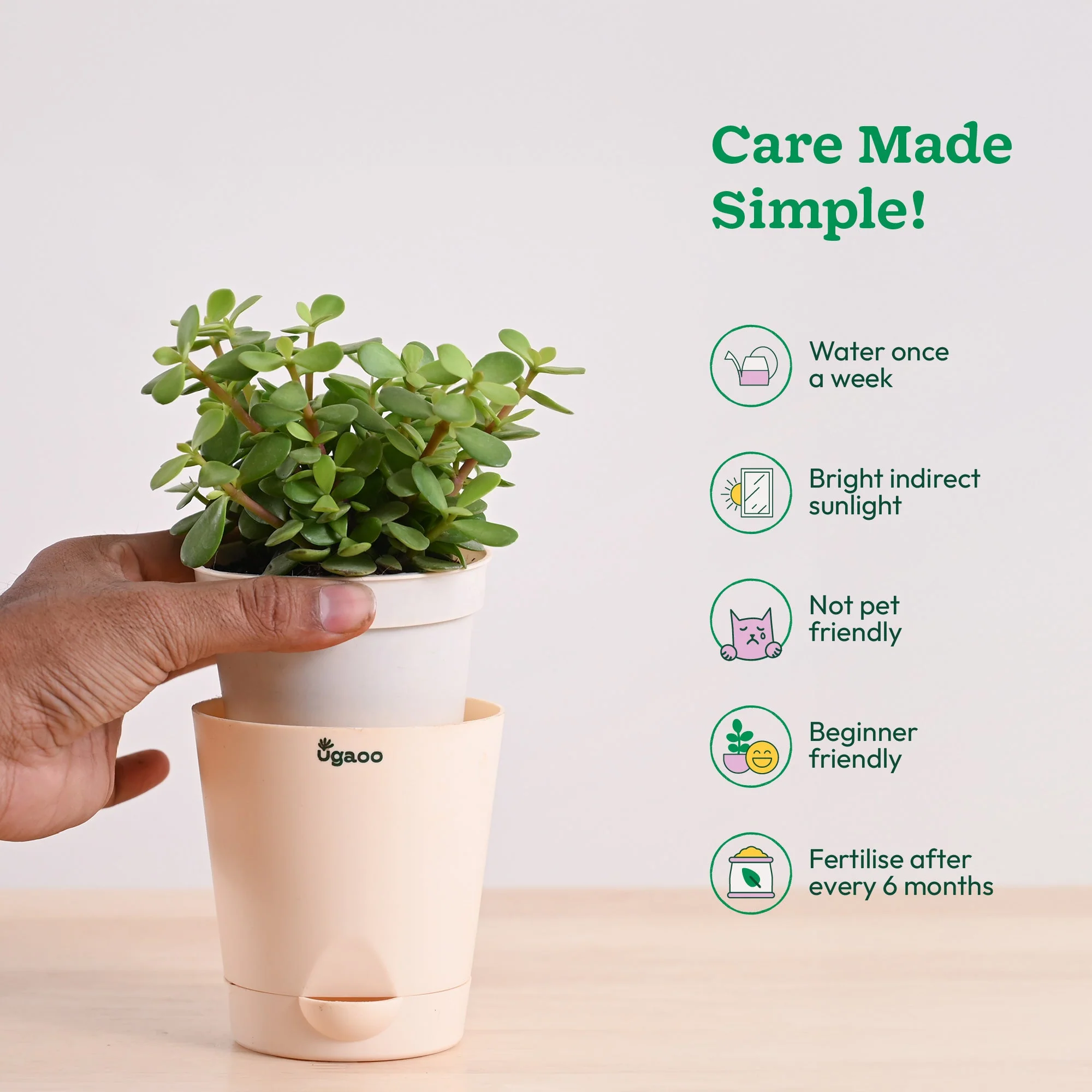 Jade Mini Plant - Image 7