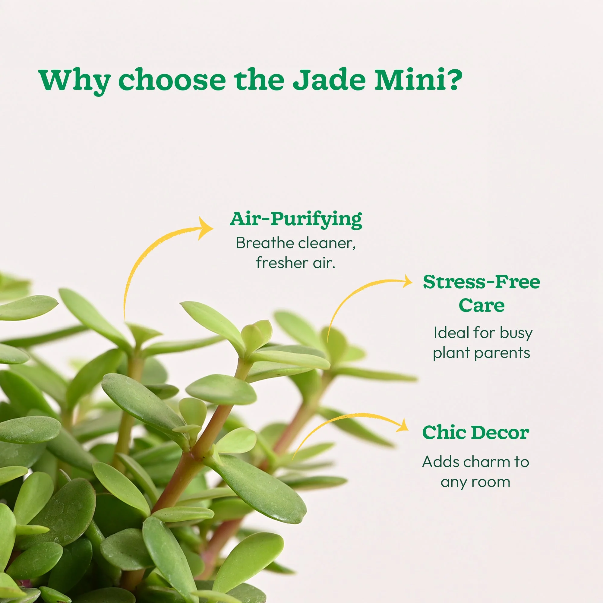 Jade Mini Plant - Image 9