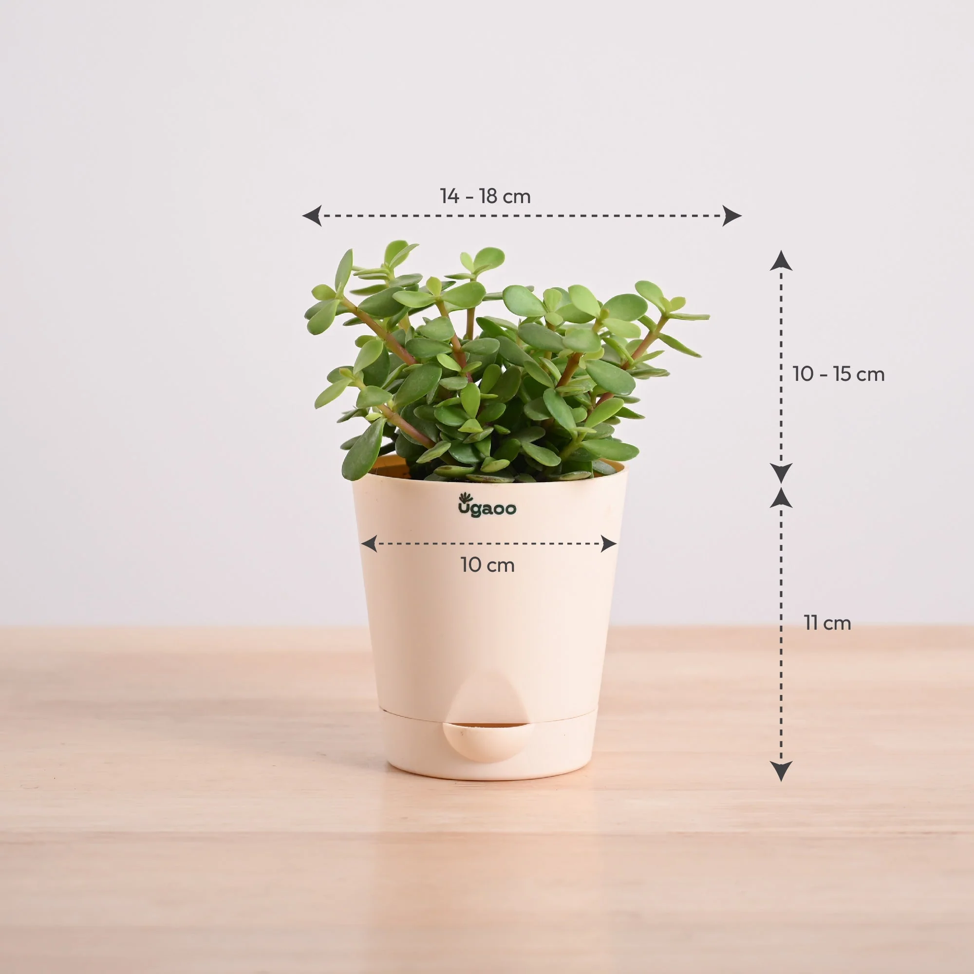 Jade Mini Plant - Image 8