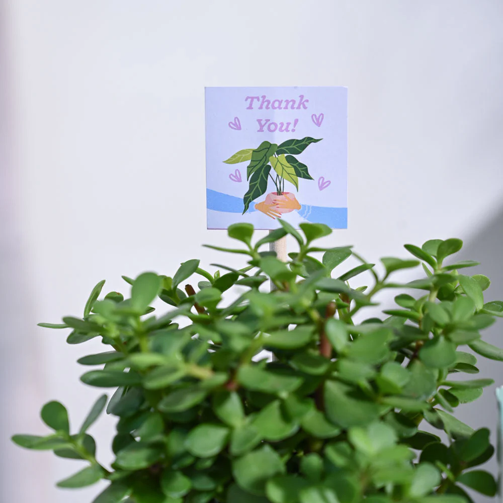 Jade Mini Thank you Gift Hamper - Image 7
